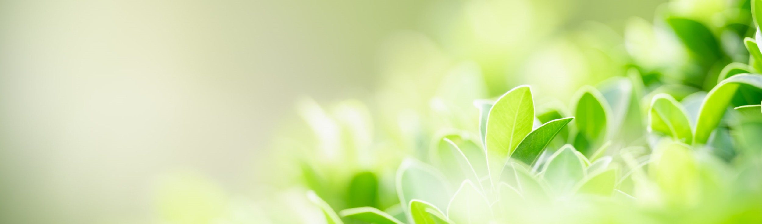 What is Water Cremation (Alkaline Hydrolysis)? header image